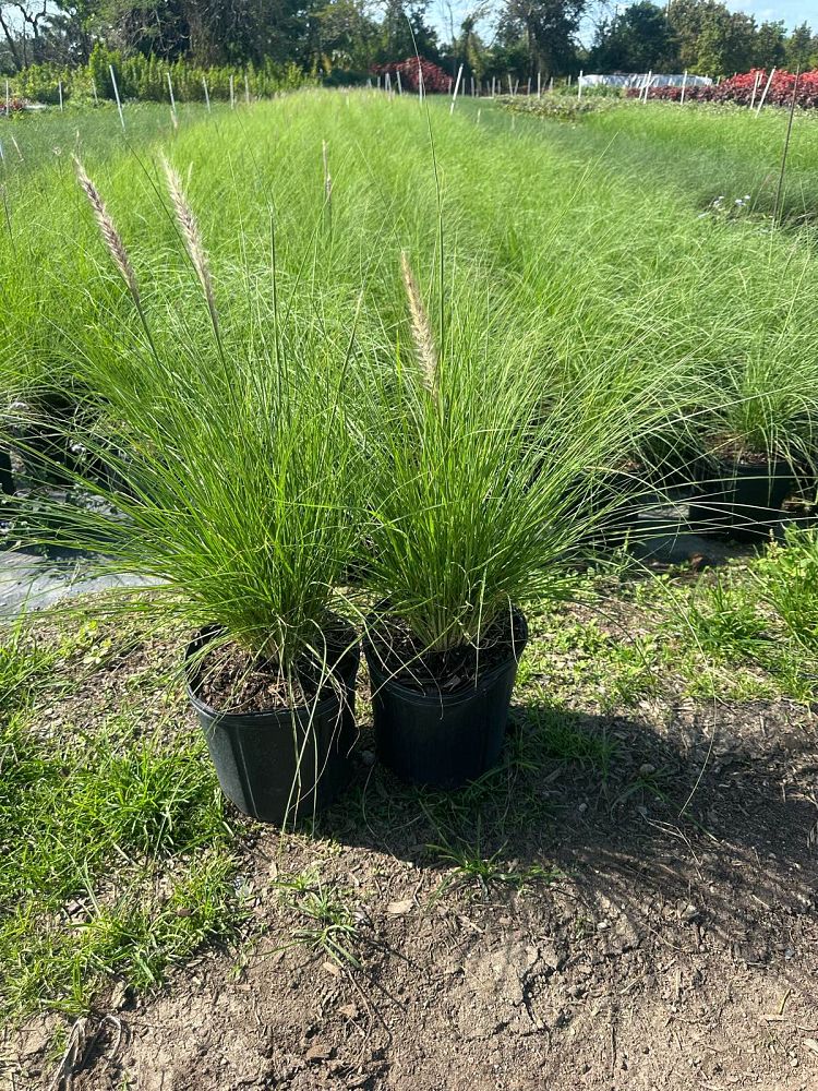 pennisetum-setaceum-alba-white-fountain-grass