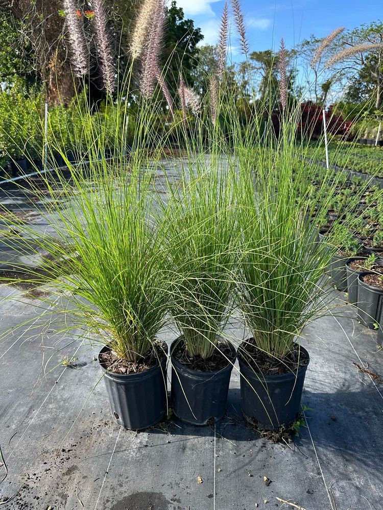 pennisetum-setaceum-alba-white-fountain-grass