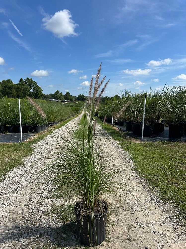 pennisetum-setaceum-alba-white-fountain-grass