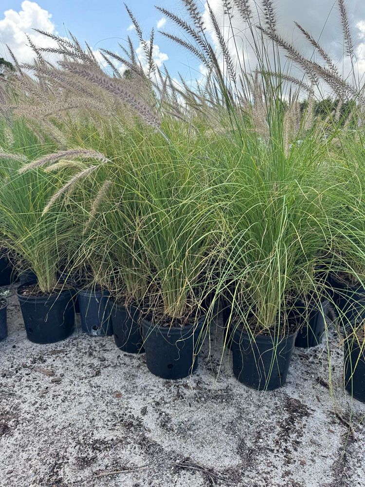pennisetum-setaceum-alba-white-fountain-grass