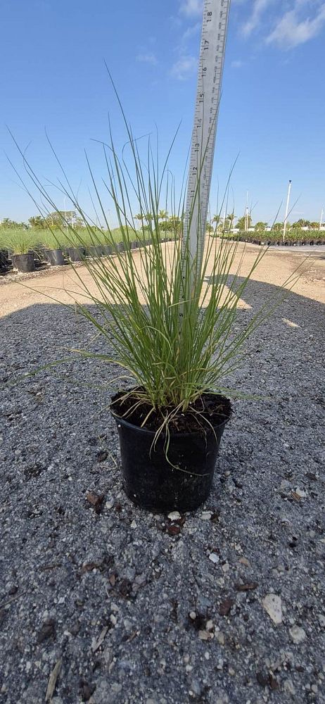 pennisetum-setaceum-alba-white-fountain-grass