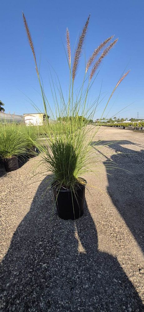 pennisetum-setaceum-alba-white-fountain-grass