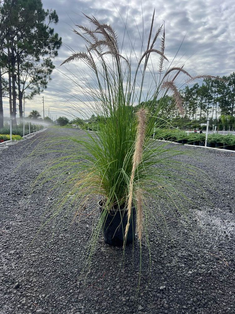 pennisetum-setaceum-alba-white-fountain-grass