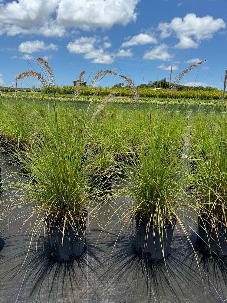 pennisetum-setaceum-alba-white-fountain-grass