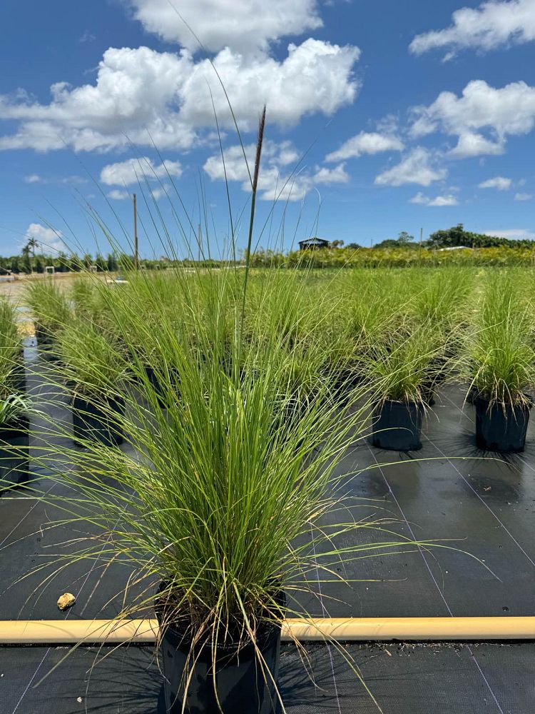 pennisetum-setaceum-alba-white-fountain-grass