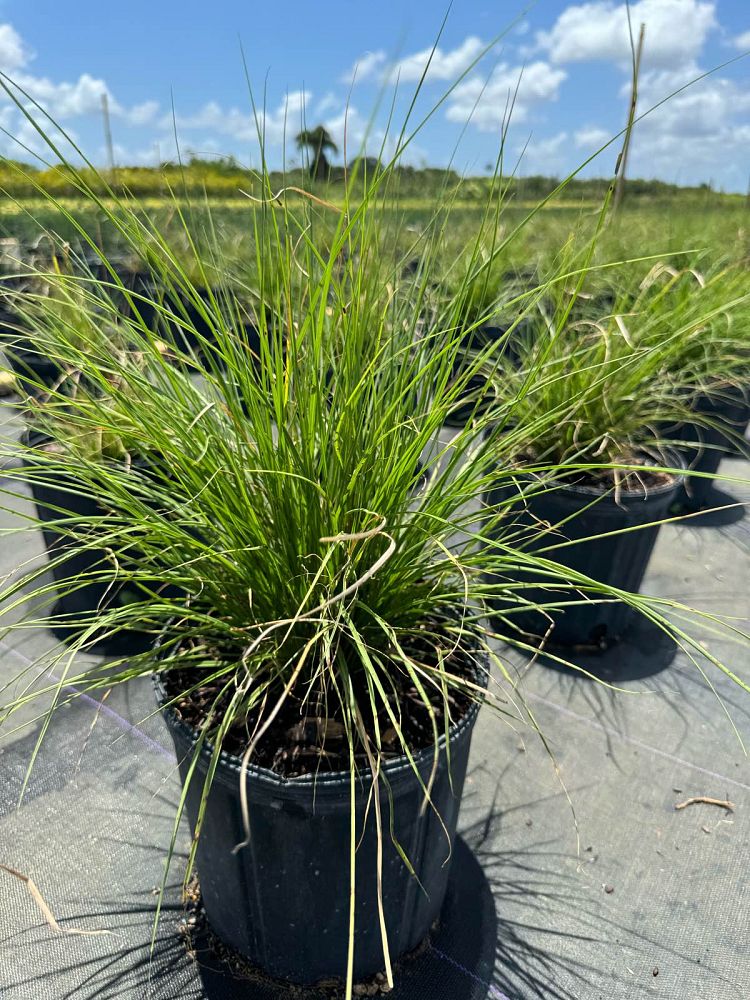 pennisetum-setaceum-alba-white-fountain-grass