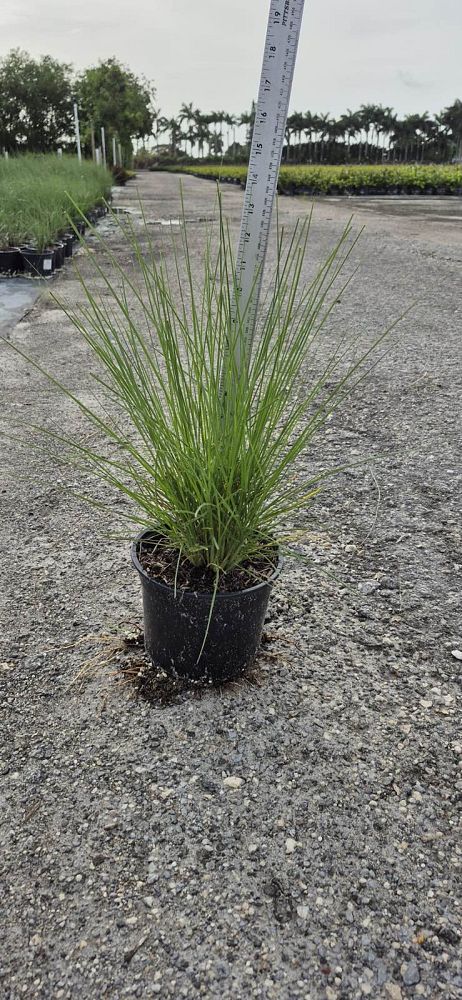 pennisetum-setaceum-alba-white-fountain-grass