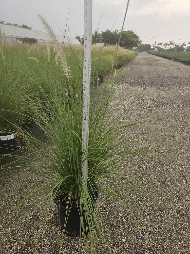 pennisetum-setaceum-alba-white-fountain-grass
