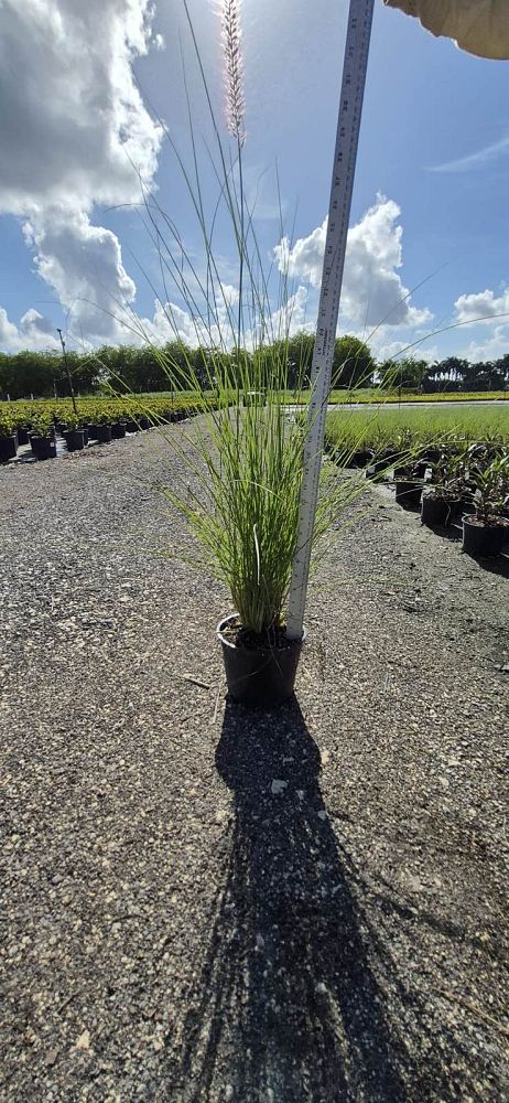 pennisetum-setaceum-alba-white-fountain-grass