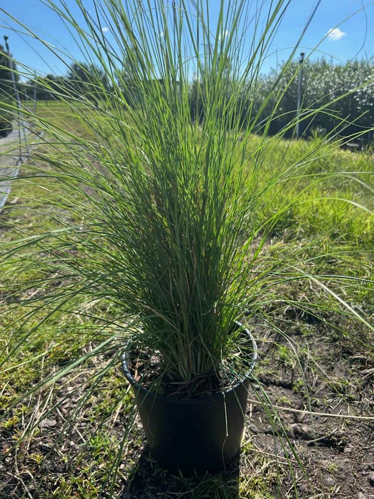 pennisetum-setaceum-alba-white-fountain-grass