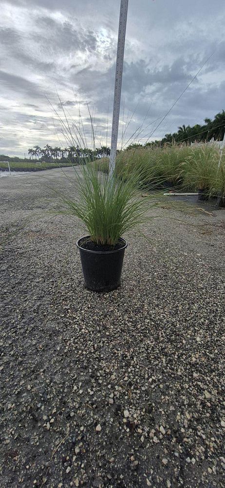 pennisetum-setaceum-alba-white-fountain-grass