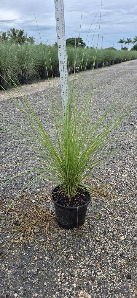 pennisetum-setaceum-alba-white-fountain-grass