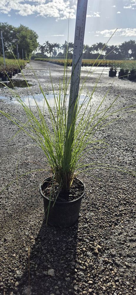 pennisetum-setaceum-alba-white-fountain-grass