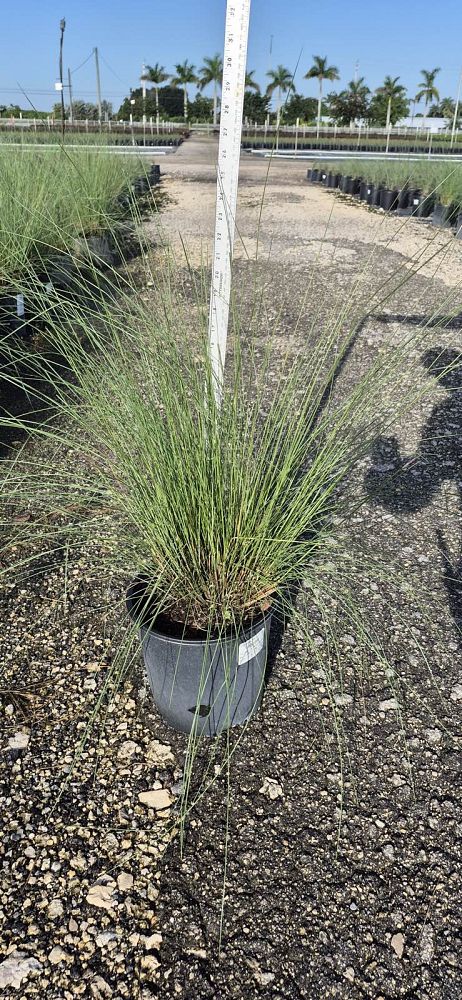 pennisetum-setaceum-alba-white-fountain-grass