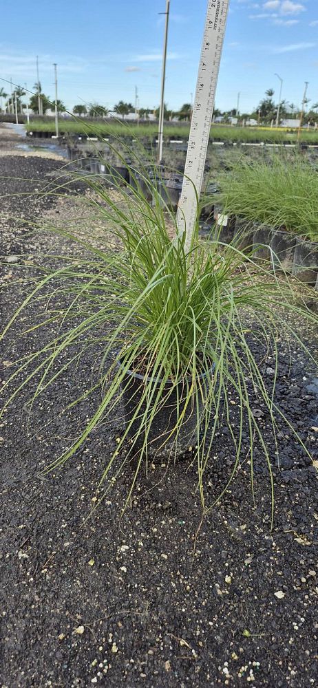 pennisetum-setaceum-alba-white-fountain-grass