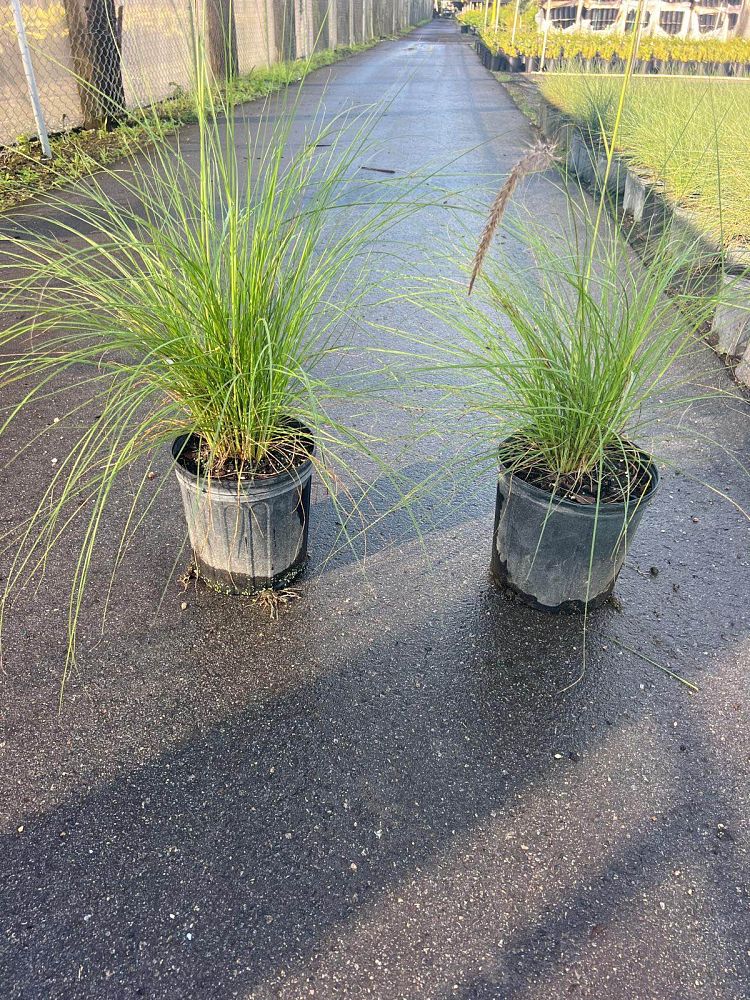 pennisetum-setaceum-alba-white-fountain-grass