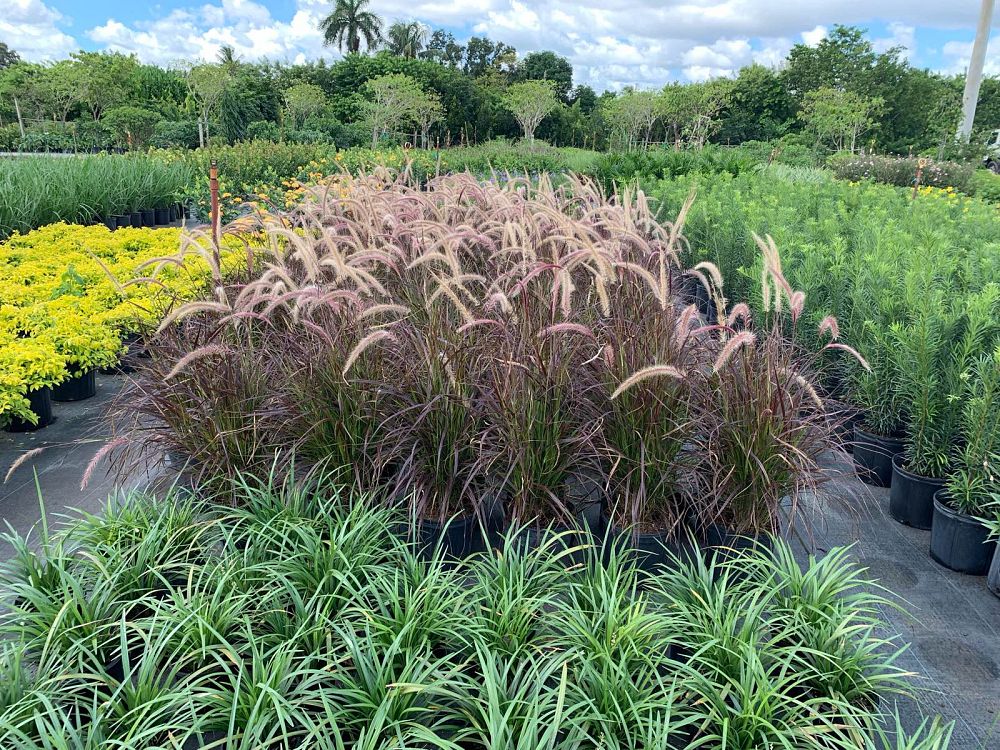 pennisetum-setaceum-dwarf-dwarf-fountain-grass
