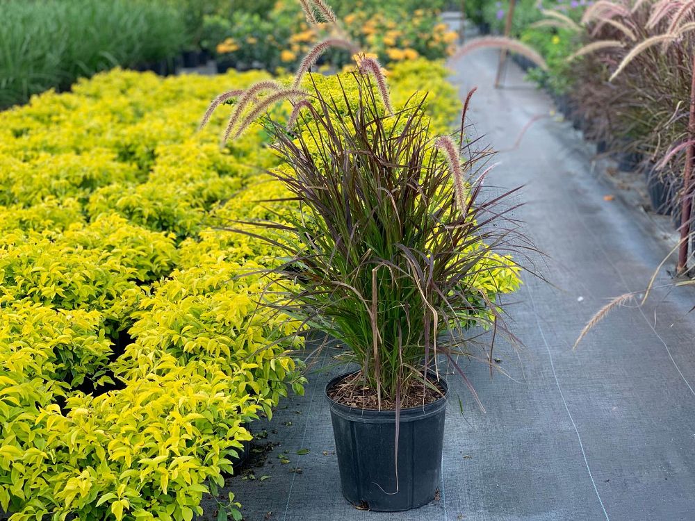 pennisetum-setaceum-dwarf-dwarf-fountain-grass