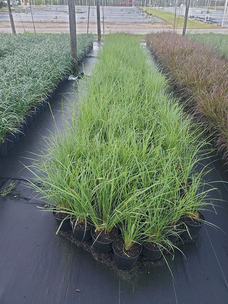 pennisetum-setaceum-dwarf-dwarf-fountain-grass