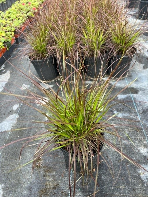 pennisetum-setaceum-dwarf-dwarf-fountain-grass