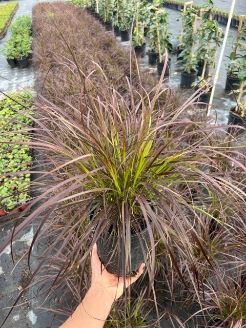 pennisetum-setaceum-dwarf-dwarf-fountain-grass
