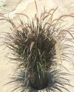 pennisetum-setaceum-eaton-canyon-fountain-grass-dwarf