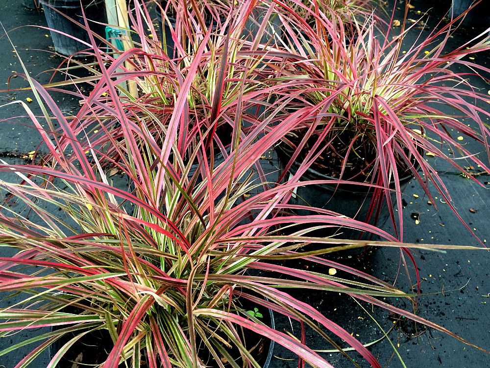 pennisetum-setaceum-fireworks-fountain-grass