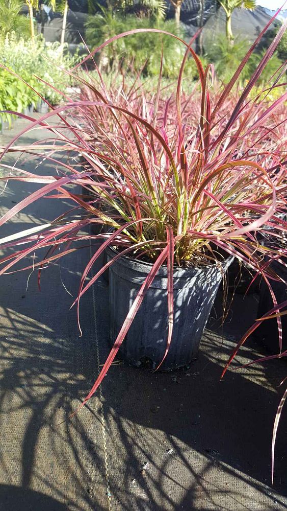 pennisetum-setaceum-fireworks-fountain-grass