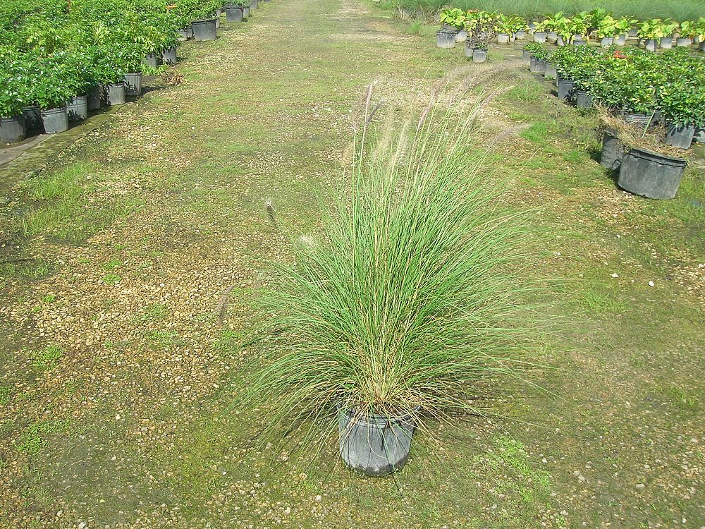 pennisetum-setaceum-fountain-grass