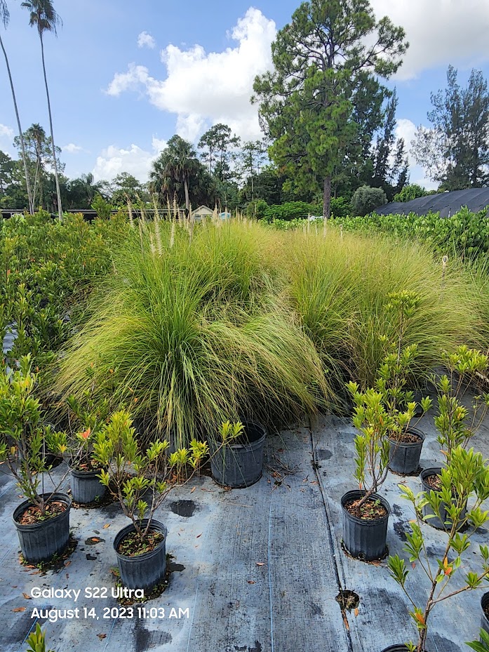 pennisetum-setaceum-fountain-grass