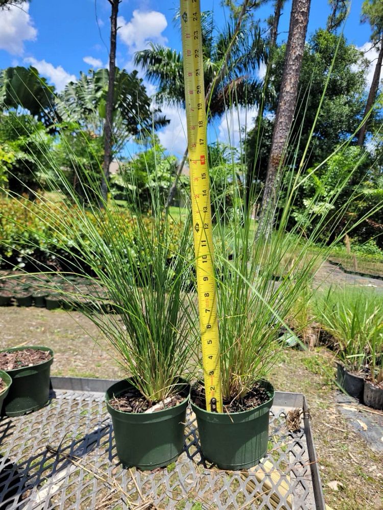pennisetum-setaceum-fountain-grass