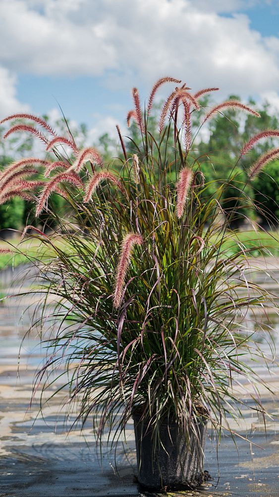 pennisetum-setaceum-red-riding-hood-fountain-grass