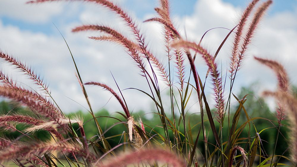 pennisetum-setaceum-red-riding-hood-fountain-grass