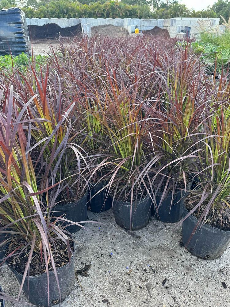 pennisetum-setaceum-red-riding-hood-fountain-grass