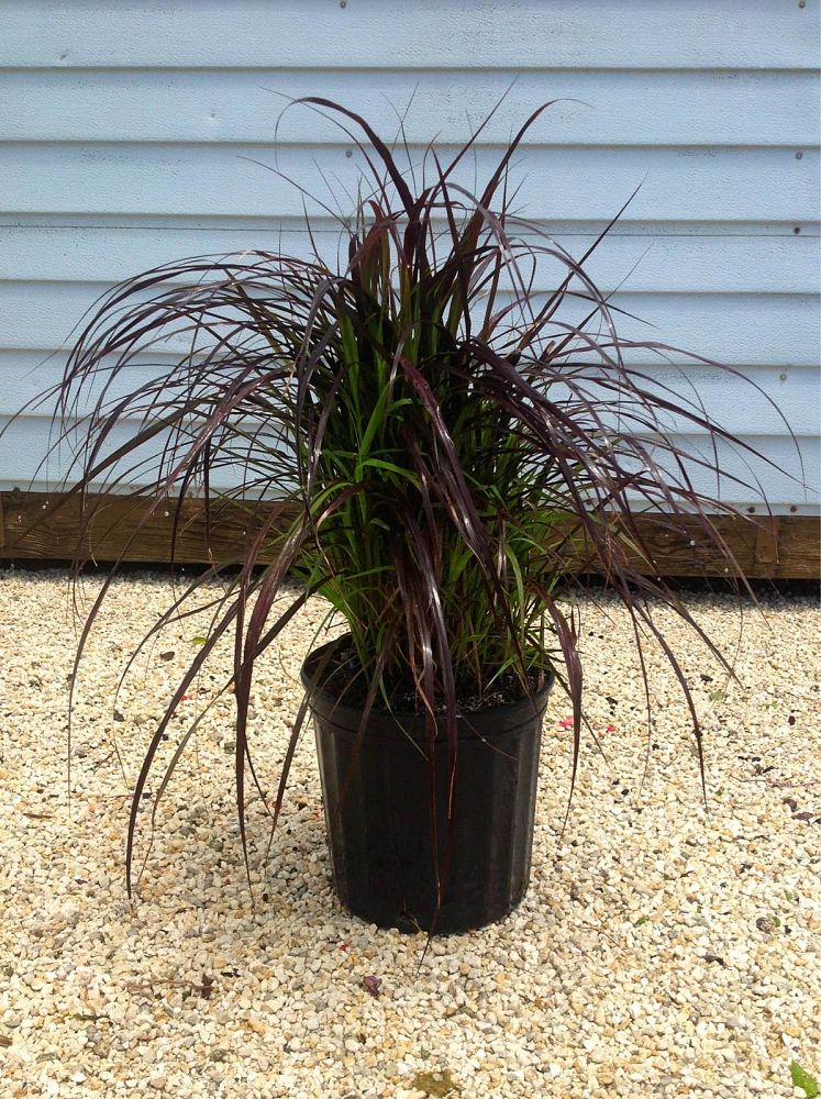 pennisetum-setaceum-rubrum-purple-fountain-grass-red-fountain-grass-pennisetum-advena-rubrum-pennisetum-setaceum-cupreum