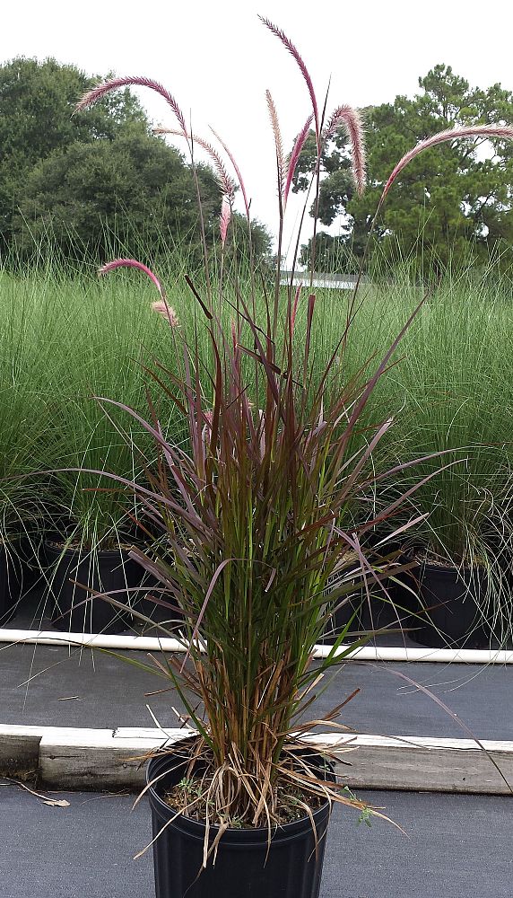 pennisetum-setaceum-rubrum-purple-fountain-grass-red-fountain-grass-pennisetum-advena-rubrum-pennisetum-setaceum-cupreum