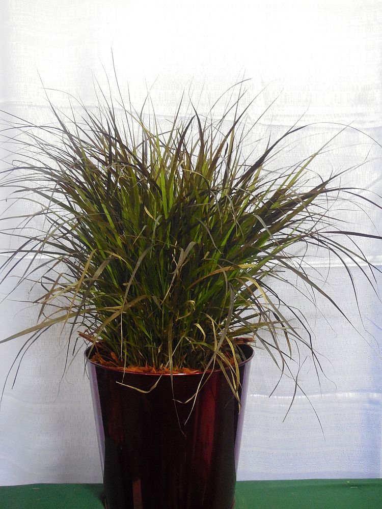 pennisetum-setaceum-rubrum-purple-fountain-grass-red-fountain-grass-pennisetum-advena-rubrum-pennisetum-setaceum-cupreum