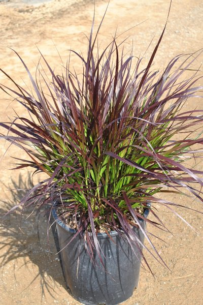 pennisetum-setaceum-rubrum-purple-fountain-grass-red-fountain-grass-pennisetum-advena-rubrum-pennisetum-setaceum-cupreum