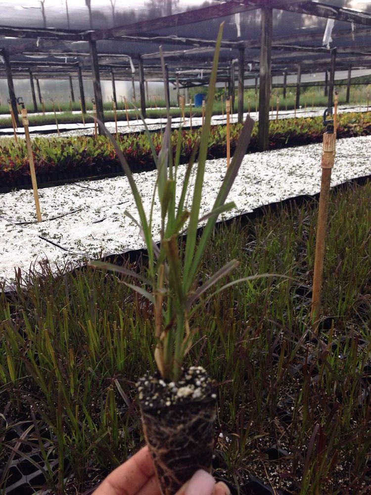 pennisetum-setaceum-rubrum-purple-fountain-grass-red-fountain-grass-pennisetum-advena-rubrum-pennisetum-setaceum-cupreum
