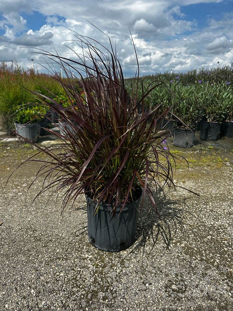 pennisetum-setaceum-rubrum-purple-fountain-grass-red-fountain-grass-pennisetum-advena-rubrum-pennisetum-setaceum-cupreum