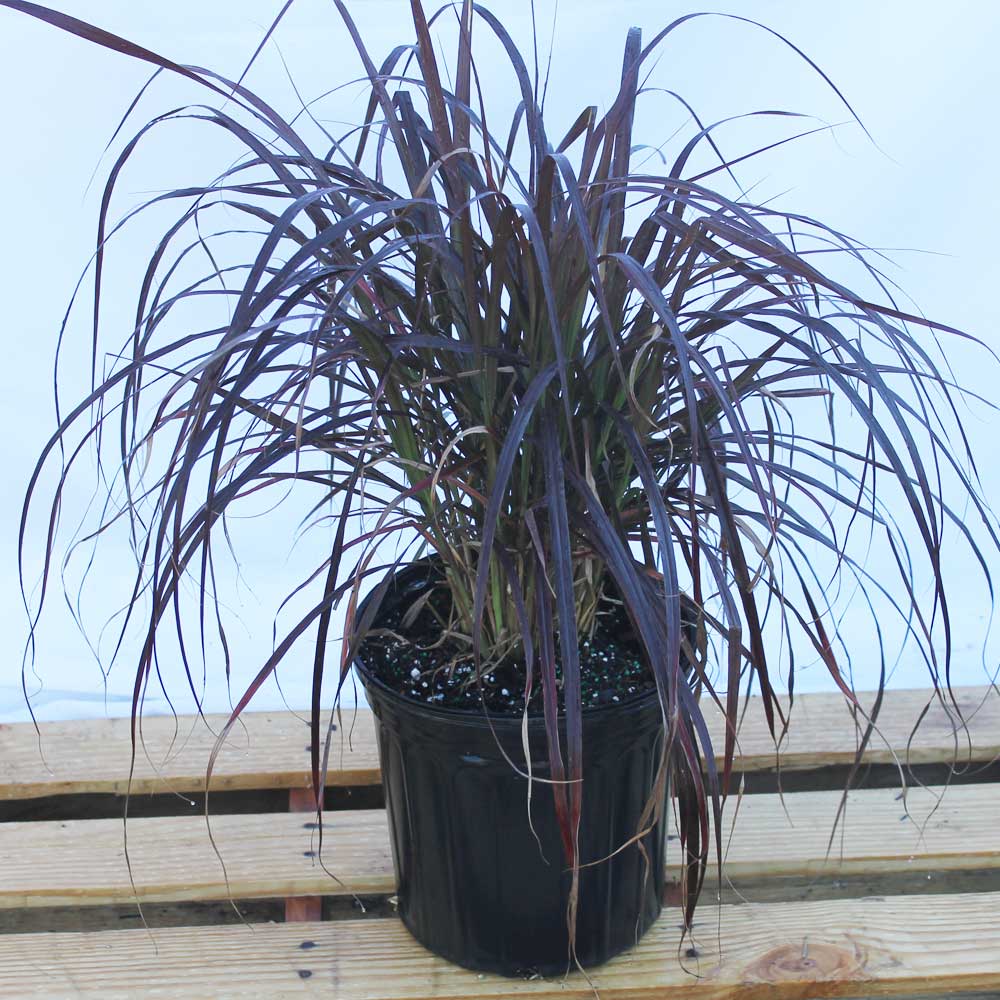 pennisetum-setaceum-rubrum-purple-fountain-grass-red-fountain-grass-pennisetum-advena-rubrum-pennisetum-setaceum-cupreum