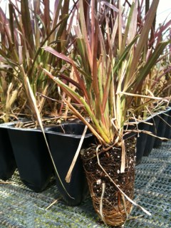 pennisetum-setaceum-rubrum-purple-fountain-grass-red-fountain-grass-pennisetum-advena-rubrum-pennisetum-setaceum-cupreum