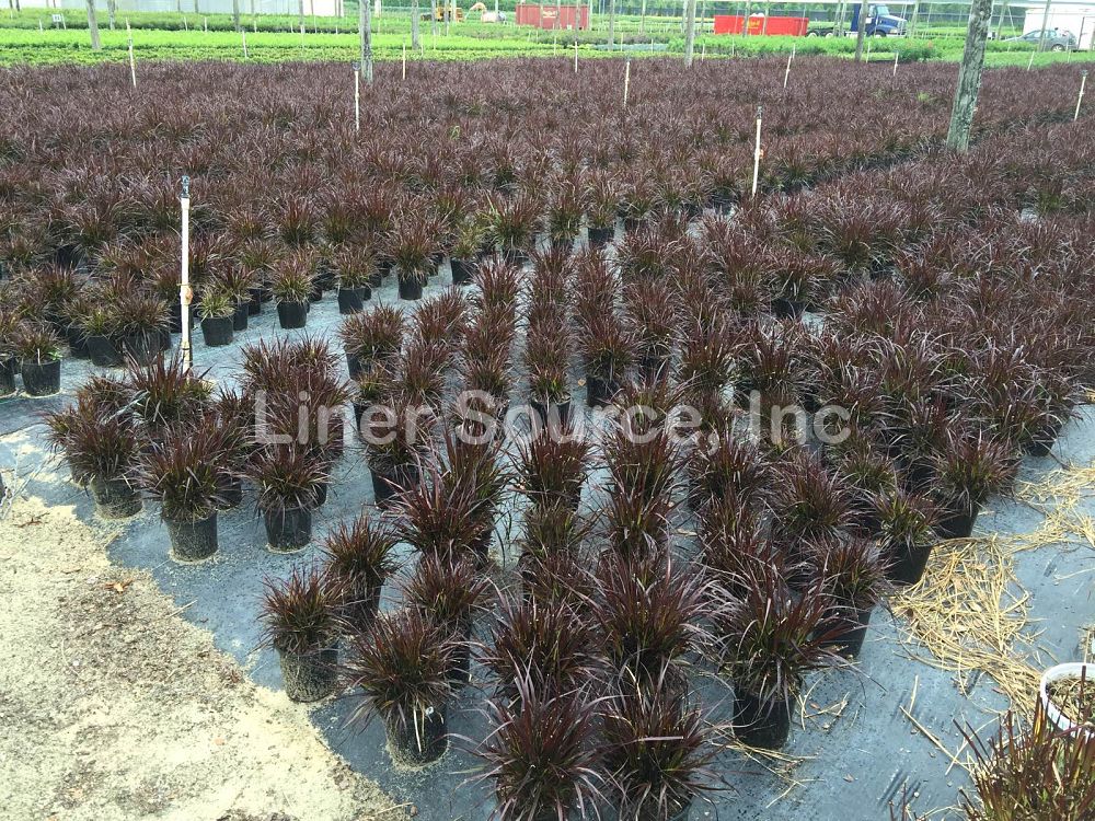 pennisetum-setaceum-rubrum-purple-fountain-grass-red-fountain-grass-pennisetum-advena-rubrum-pennisetum-setaceum-cupreum