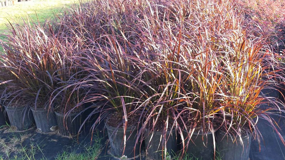 pennisetum-setaceum-rubrum-purple-fountain-grass-red-fountain-grass-pennisetum-advena-rubrum-pennisetum-setaceum-cupreum