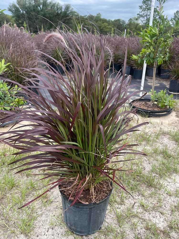 pennisetum-setaceum-rubrum-purple-fountain-grass-red-fountain-grass-pennisetum-advena-rubrum-pennisetum-setaceum-cupreum