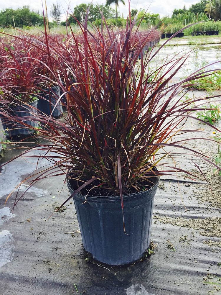 pennisetum-setaceum-rubrum-purple-fountain-grass-red-fountain-grass-pennisetum-advena-rubrum-pennisetum-setaceum-cupreum