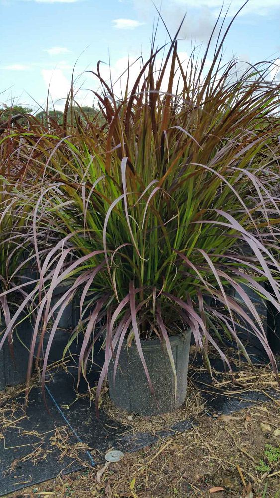 pennisetum-setaceum-rubrum-purple-fountain-grass-red-fountain-grass-pennisetum-advena-rubrum-pennisetum-setaceum-cupreum