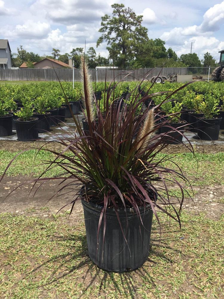 pennisetum-setaceum-rubrum-purple-fountain-grass-red-fountain-grass-pennisetum-advena-rubrum-pennisetum-setaceum-cupreum