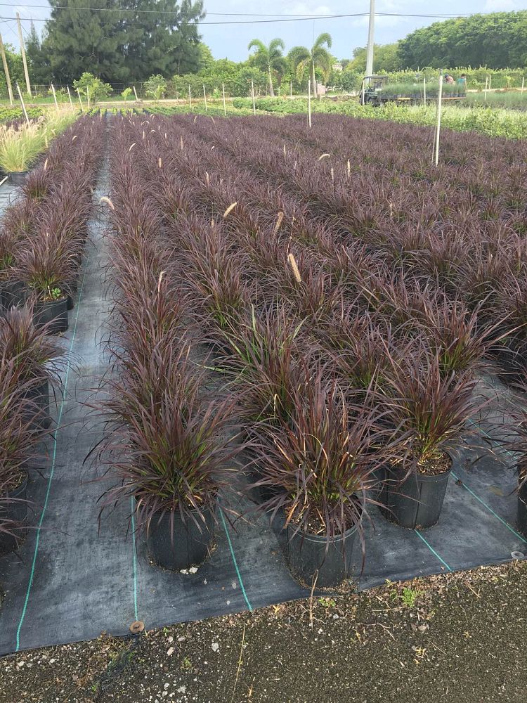 pennisetum-setaceum-rubrum-purple-fountain-grass-red-fountain-grass-pennisetum-advena-rubrum-pennisetum-setaceum-cupreum