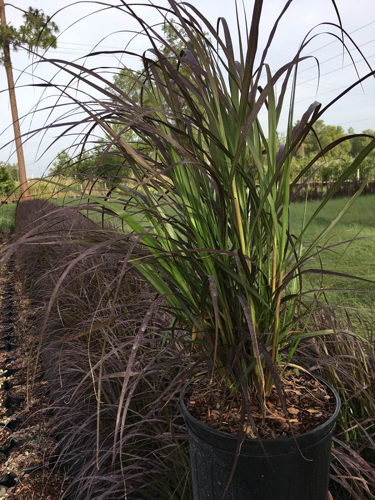 pennisetum-setaceum-rubrum-purple-fountain-grass-red-fountain-grass-pennisetum-advena-rubrum-pennisetum-setaceum-cupreum